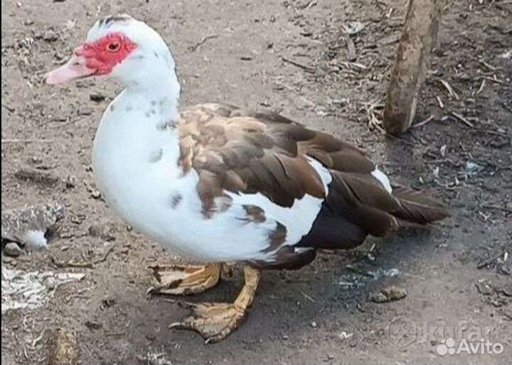 Гуси линда