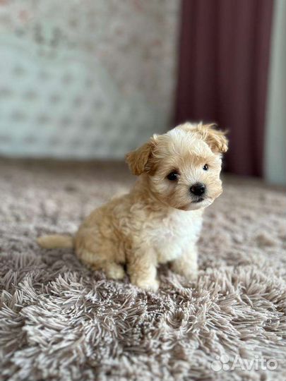 Мальтипу ф1