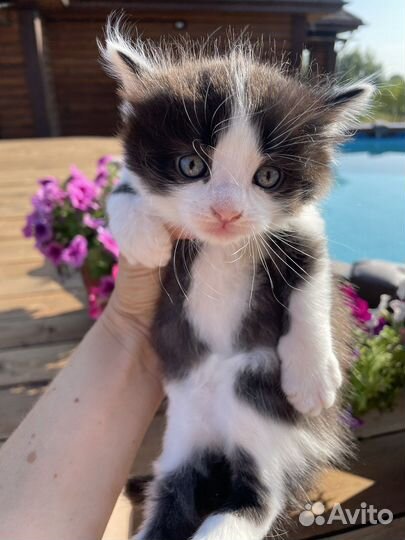 Котята пушистики