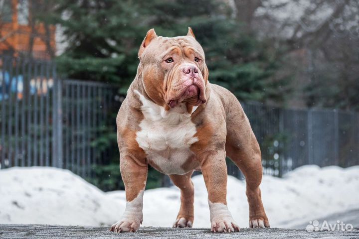 Американский булли вязка
