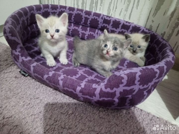 Отдам бесплатно