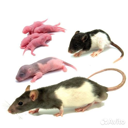 Крысы на корм