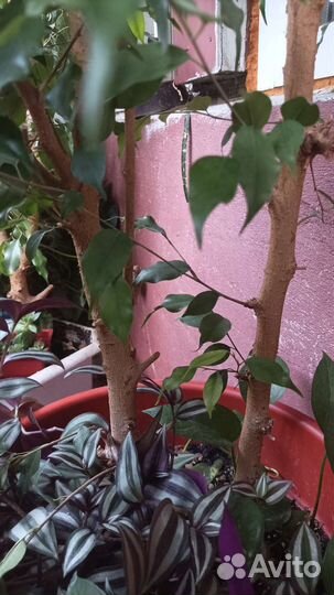 Большой Фикус Бенджамина Моник