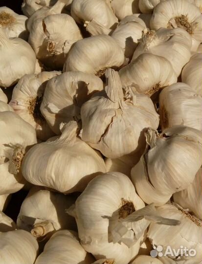 Чеснок семенной