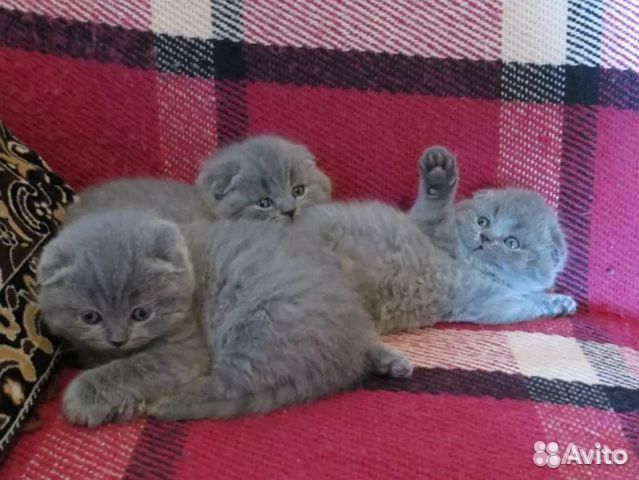 Шотландские вислоухие котята