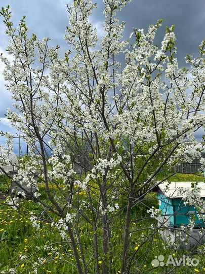 Мёд 3л сбор 2023г