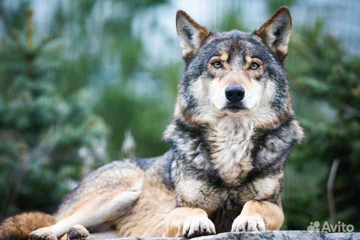 Экскурсия — Кисловодск — Горные окрестности Кислов