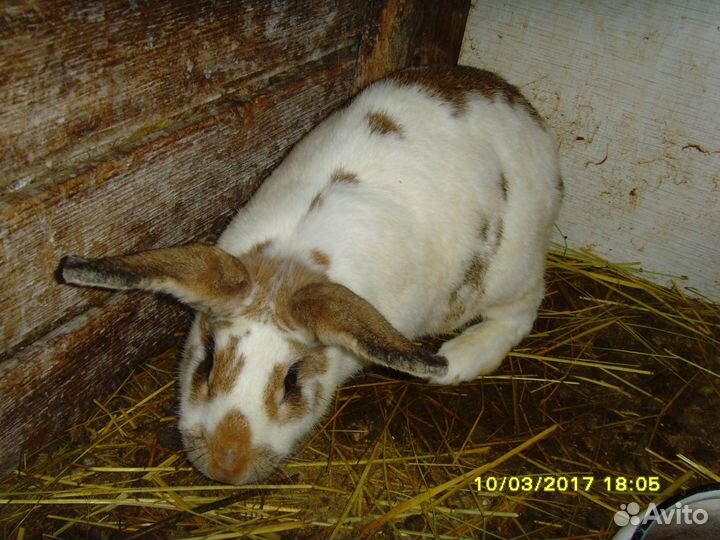 Кролики, крольчата