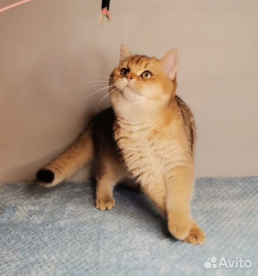 Клубная британка яркое золото