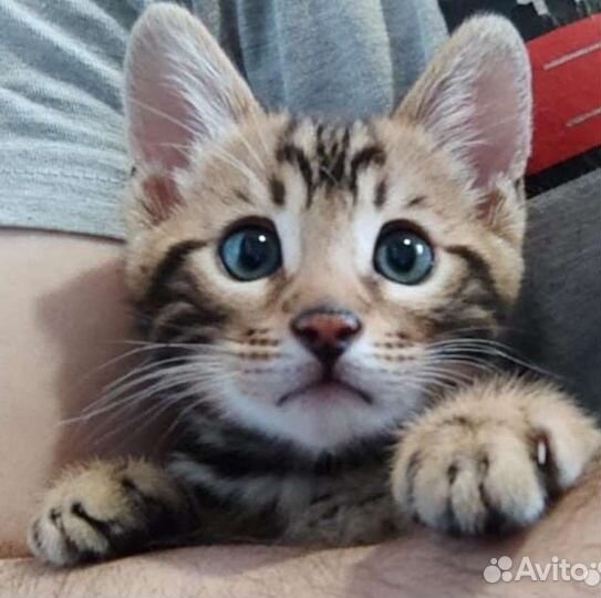 Бенгальские котята