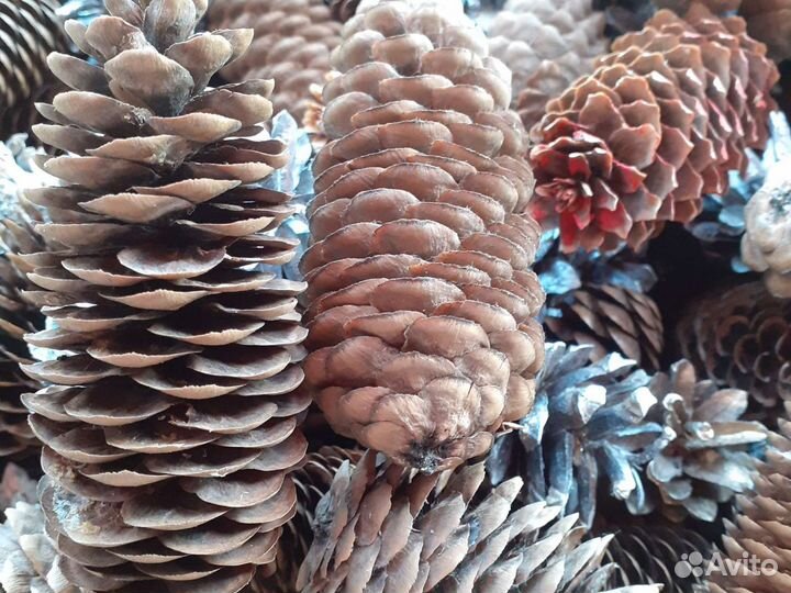 Шишки для декора