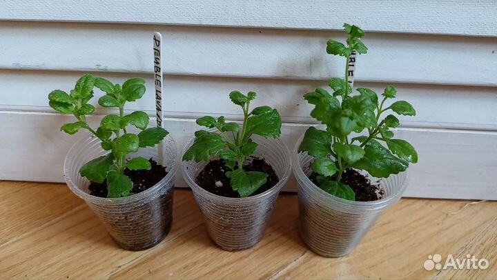 Ароматная немезия и бакопа Double Lavander