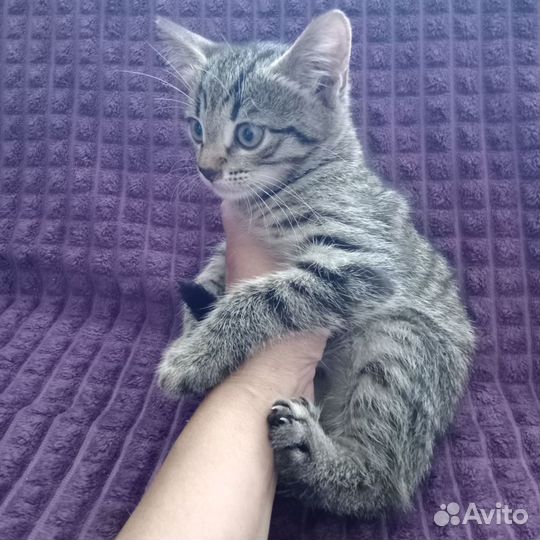 Котята 2 месяца