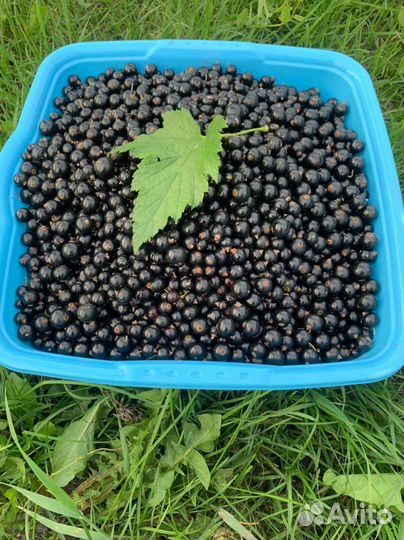 Черная смородина ягода