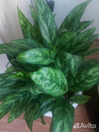 Аглоанема Мария