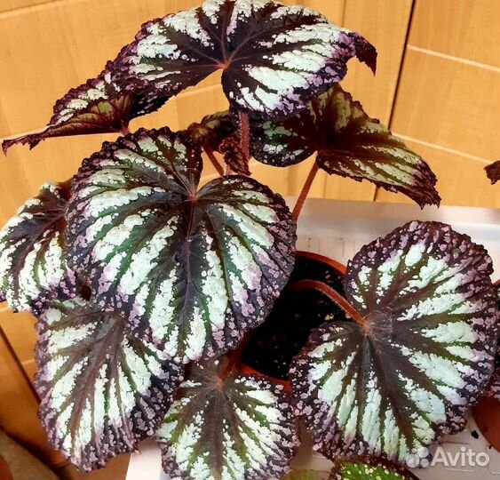 Бегония декоративно лиственная