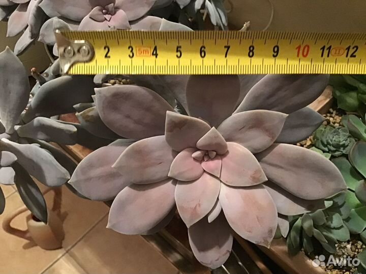 Граптопеталлум Супербум