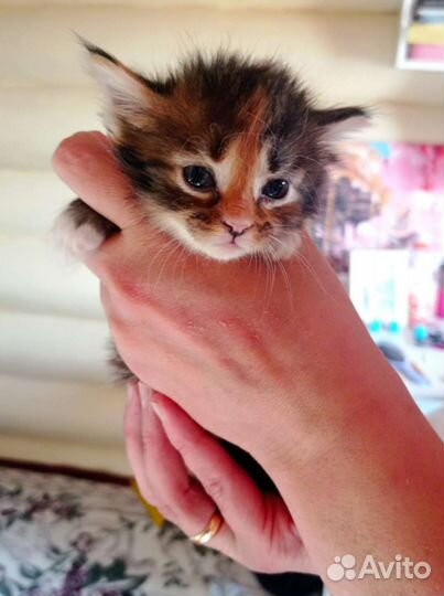 Котята в дар