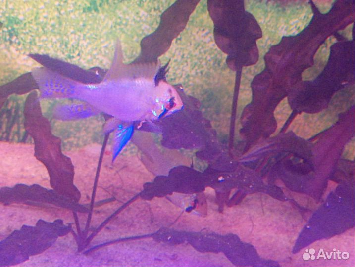 Рыбки аквариумные