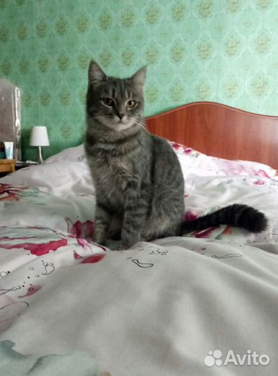 Красивая кошечка Малышка