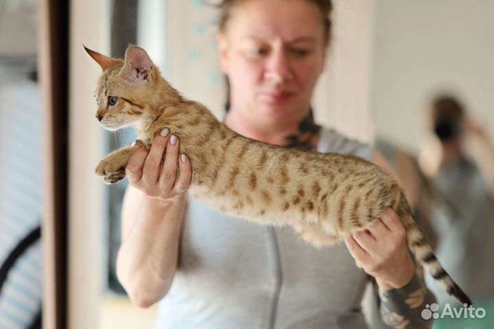 Мини Рысь. Чаузи f2