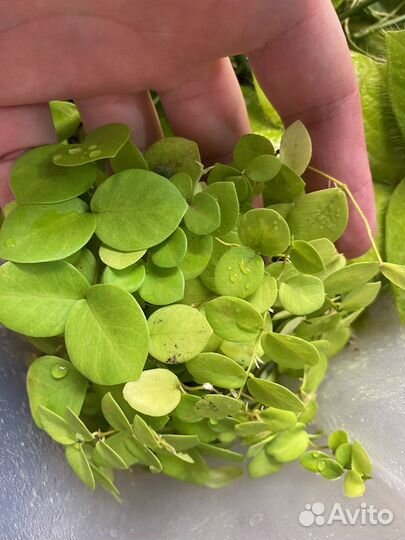 Micrechites Serpyllifolius (Фикус Борнео)