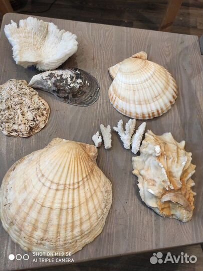 Ракушки и кораллы