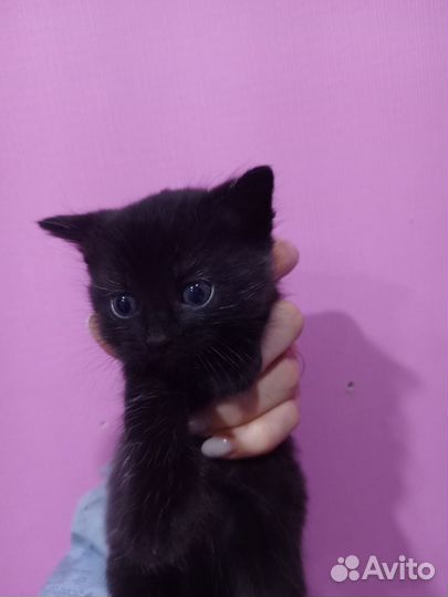 Котята в добрые руки 1 месяц