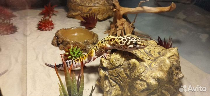 Эублефар с террариумом новый