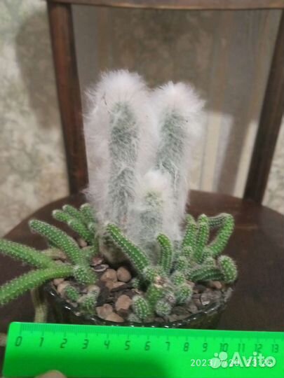 Кактусы и суккуленты