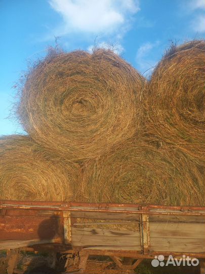 Продам сено в рулонах