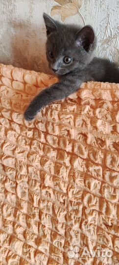 Отдам в добрые руки