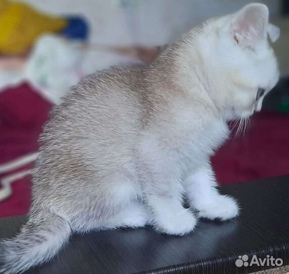 Шотландские вислоухие котята