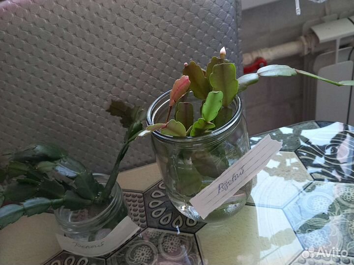 Цветок декабрист