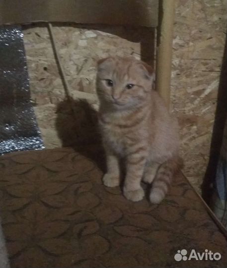 Вислоухий котик