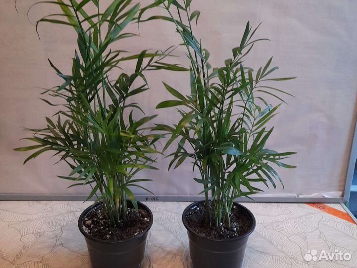 Хамедорея.растения,цветы