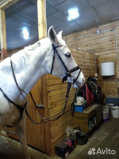 Постой лошадей