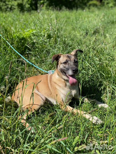 Собака Сола