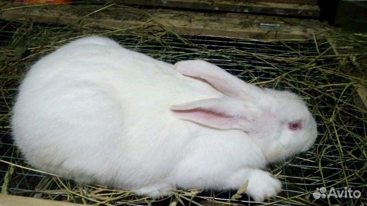 Белый паннон