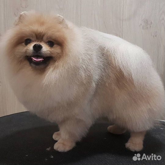 Профессиональная стрижка животных. Выезд