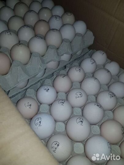 Инкубационное яйцо