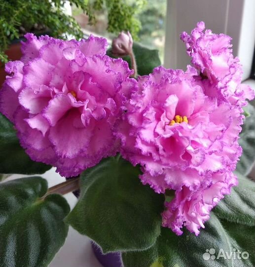 Фиалки сортовые