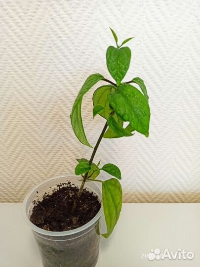 Фикусы и другие цветы