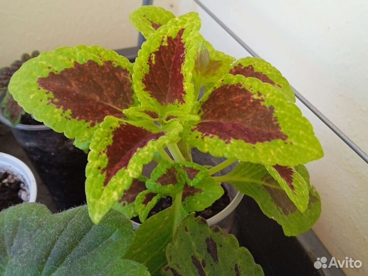 Колеусы вегетативные