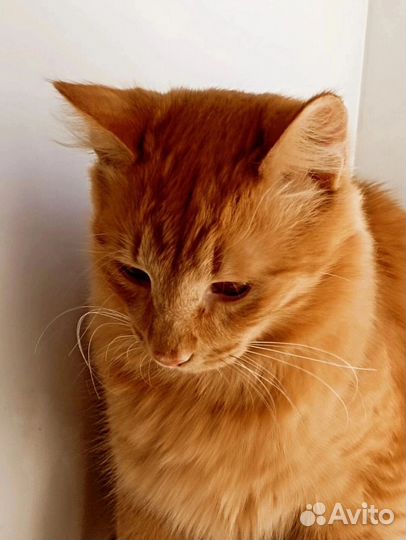 Рыжий котик