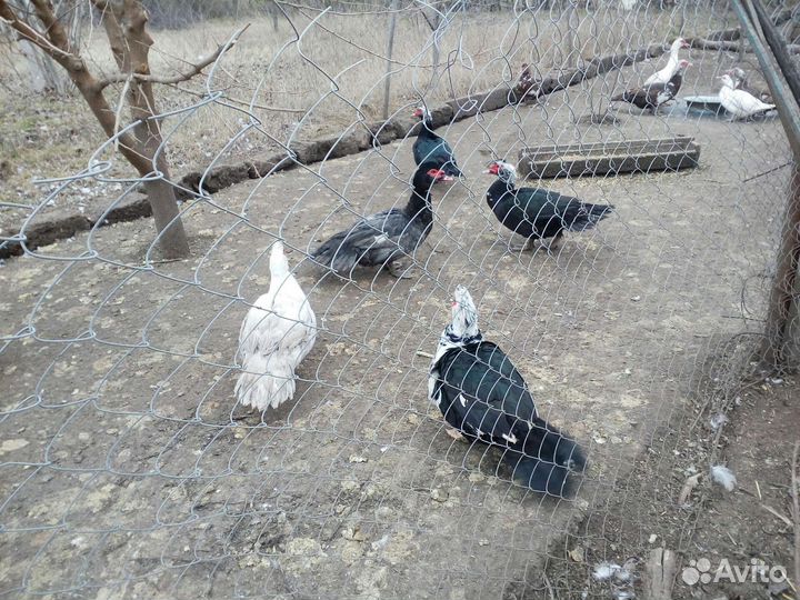 Утки шипуны