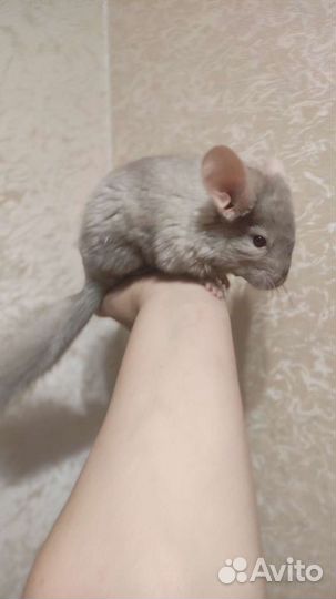 Шиншилла девочка