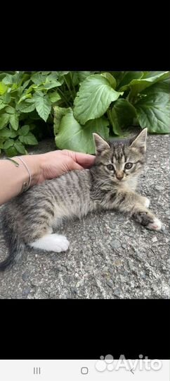 Котёнок в добрые руки