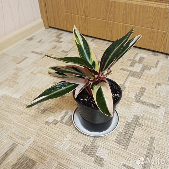 Строманта триколор