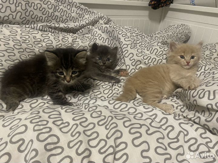 Котята в добрые руки